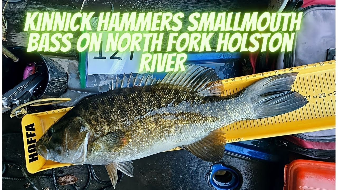 Kinnick Hammers Fish on North Fork Holston River A Compilation Video