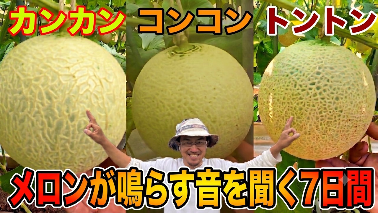 【千疋屋メロンF6#11】メロンと対話する7日間 網目の完成【音】の変化