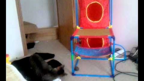 Cat plays with a ball of compressed catnip