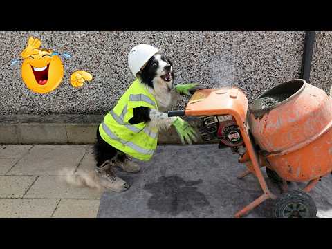 Funny Cats and Dogs Compilation 🤣 These Pets Treat Every Silly Idea Like a Brilliant Master Plan!