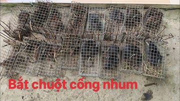 Đặt chuột mùa lúa chín |Đoàn Nguyễn 