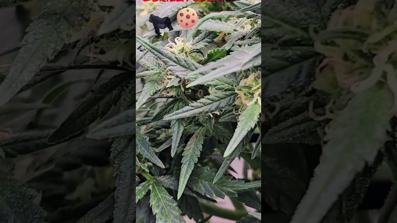 No Talkin', All Views Pt 2‼️ Look how these beautiful Autoflowers flower & join the Discord‼️💯💥