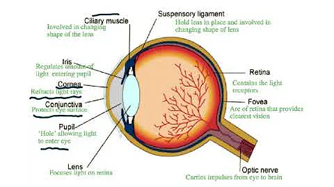 5090 BIOLOGY CH 14.2 SYLLABUS 2023