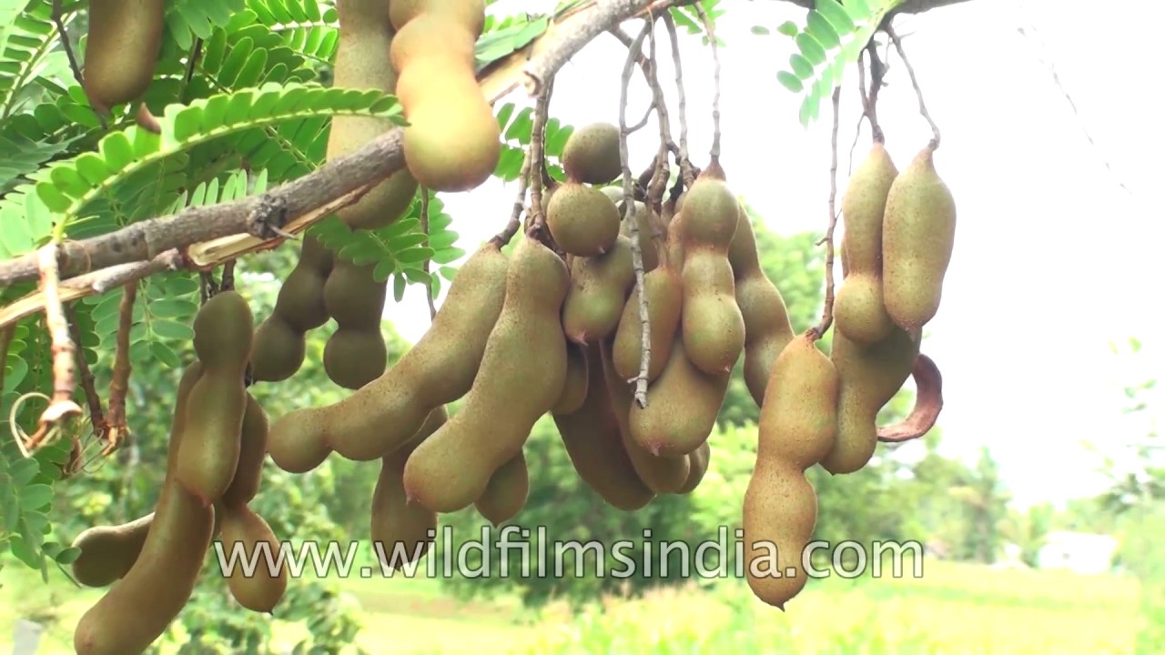 Tamarind Or Imli Is Not An Indian Tree It S From Africa Youtube