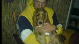 Charly English Er Spaniel Mit Seinem Lieblingslied