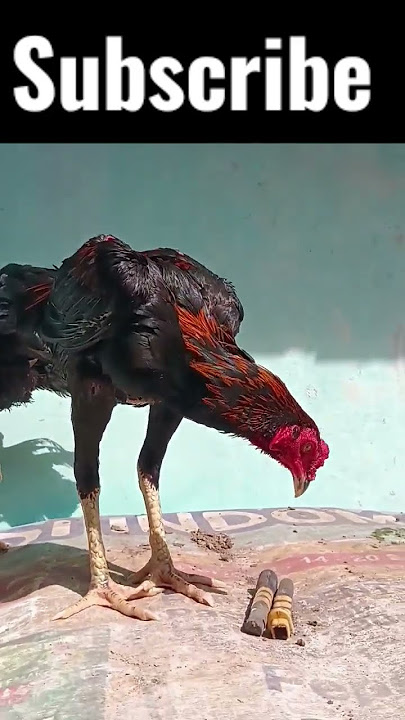 ayam Bangkok istimewa #story #ayamtermahal #ayambangkokimport #ayamayam #ayambangkokindonesia #hobby