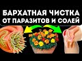 Бархатцы от 100 болезней! Золотые цветы гонят паразитов, лечат суставы, ожоги, простуду и даже…