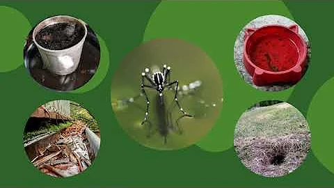 5 Tips to Prevent Mosquito Bites