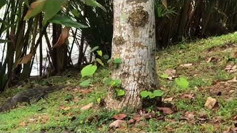 Huge Monitor Lizard in Punggol
