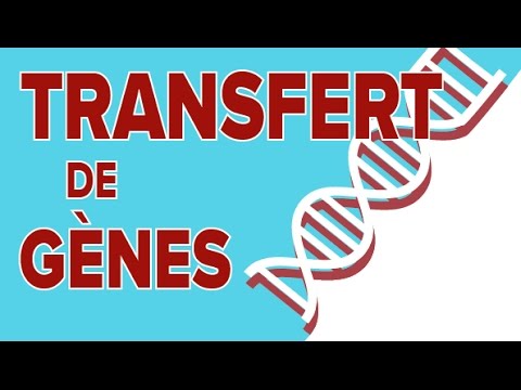 Vidéo: Différence Entre Le Transfert De Gène Vertical Et Horizontal