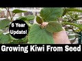 How To Grow a Kiwi Tree or Vine from Seed - 6 Year Update Mp3 Song