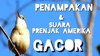 Suara burung PRENJAK amerika kecil2 cabe rawit