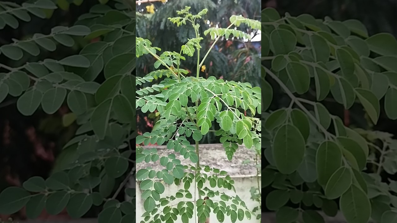 செடி முருங்கை வளர்ப்பு... #trending #gardening #video