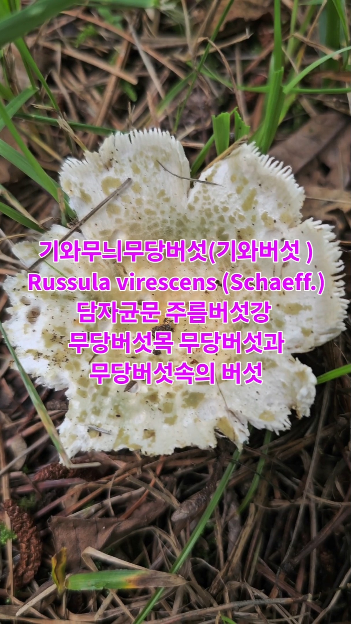 ヘンリー川原 / Shaman　DIGITAL MUSHROOM ヘンリー川原 / Shaman DIGITAL MUSHROOM Henry Kawahara