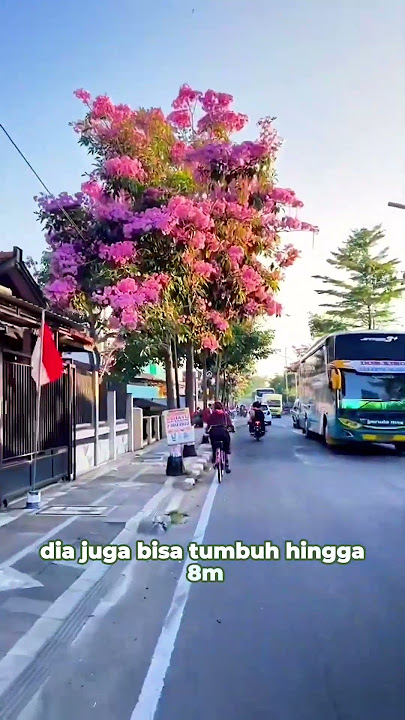 beautiful plants naudzubillah but friendly to the foundation of the house #Tanduria #TanduriaTips...