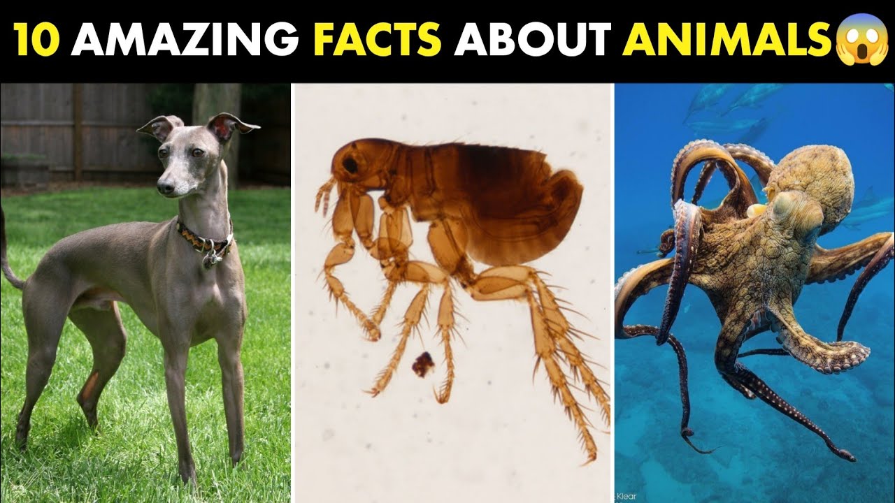 10 Mind Blowing Facts about Animals । প্রাণীদের সম্পর্কে 10টি আজব তথ্য । 