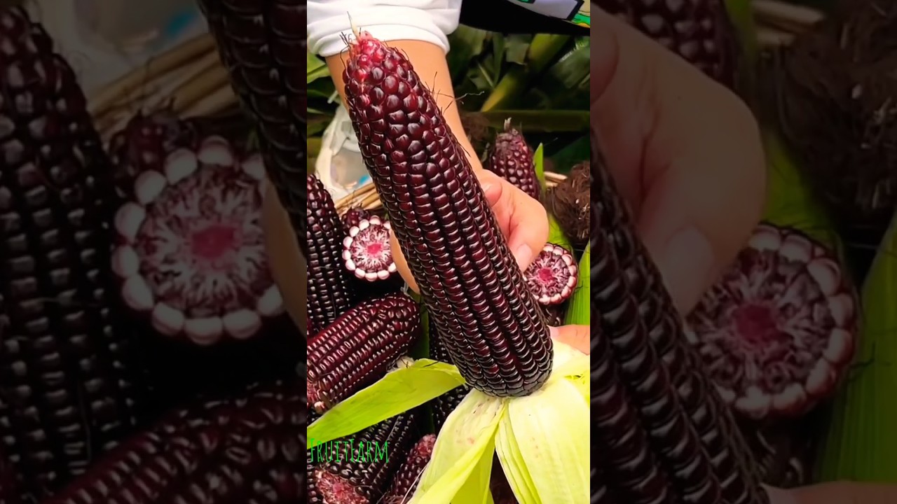 Growing purple color special corn varieties | black corn harvested - sweet fruit 