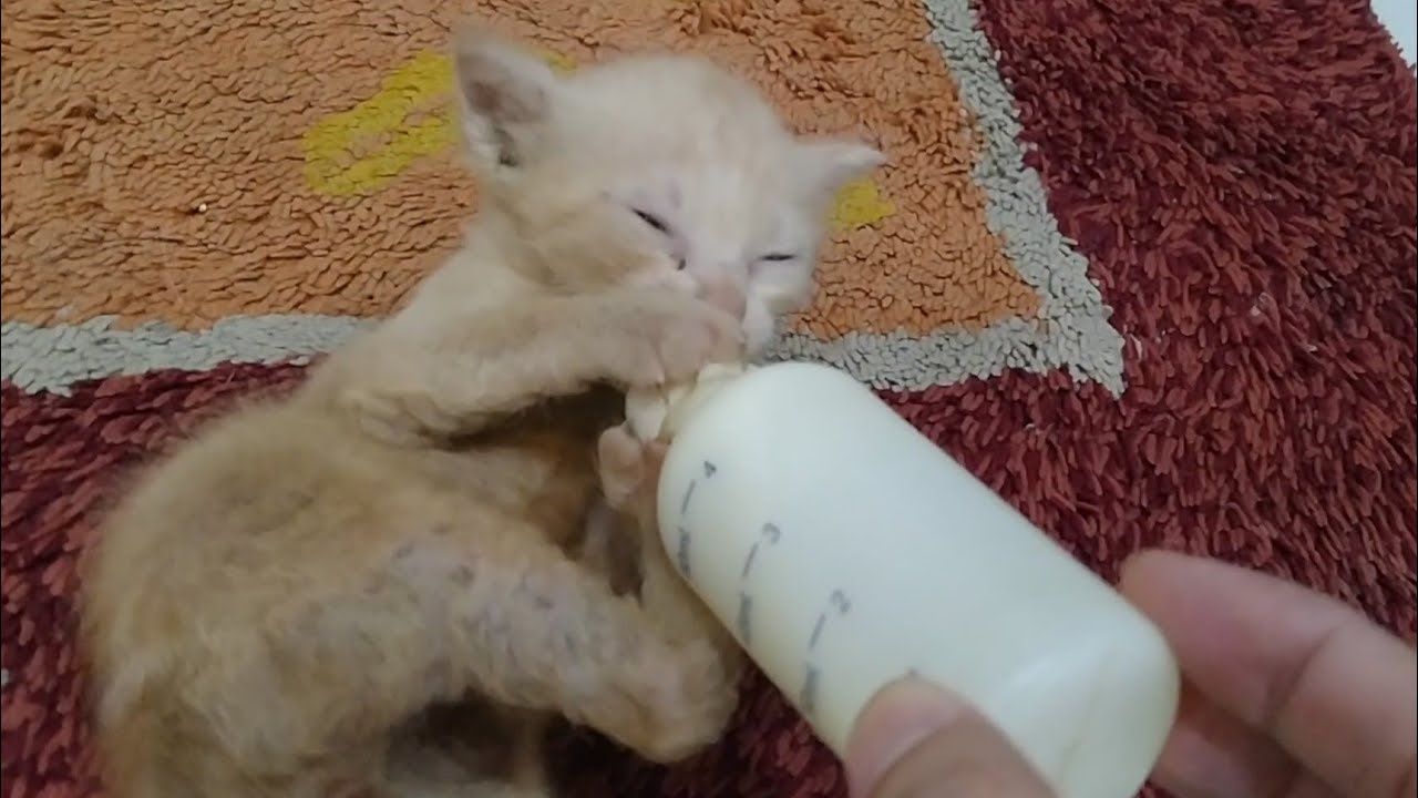 Dirty Dumped Kittens Have Solid Grip On Milk Bottle They Don't Want To Lose It