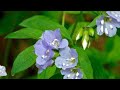 abscess root plant
