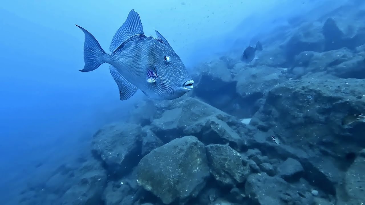Madeira  diving - Funchal - Lazareto - 13-09-2023