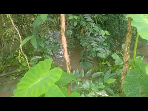 Video máy dầu D6 bơm nước mua lũ 1 ngày bơm 6 l dau - youtube