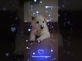 Cute dog short trending viral