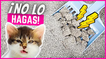 ¿Los gatitos saben usar la caja de arena?