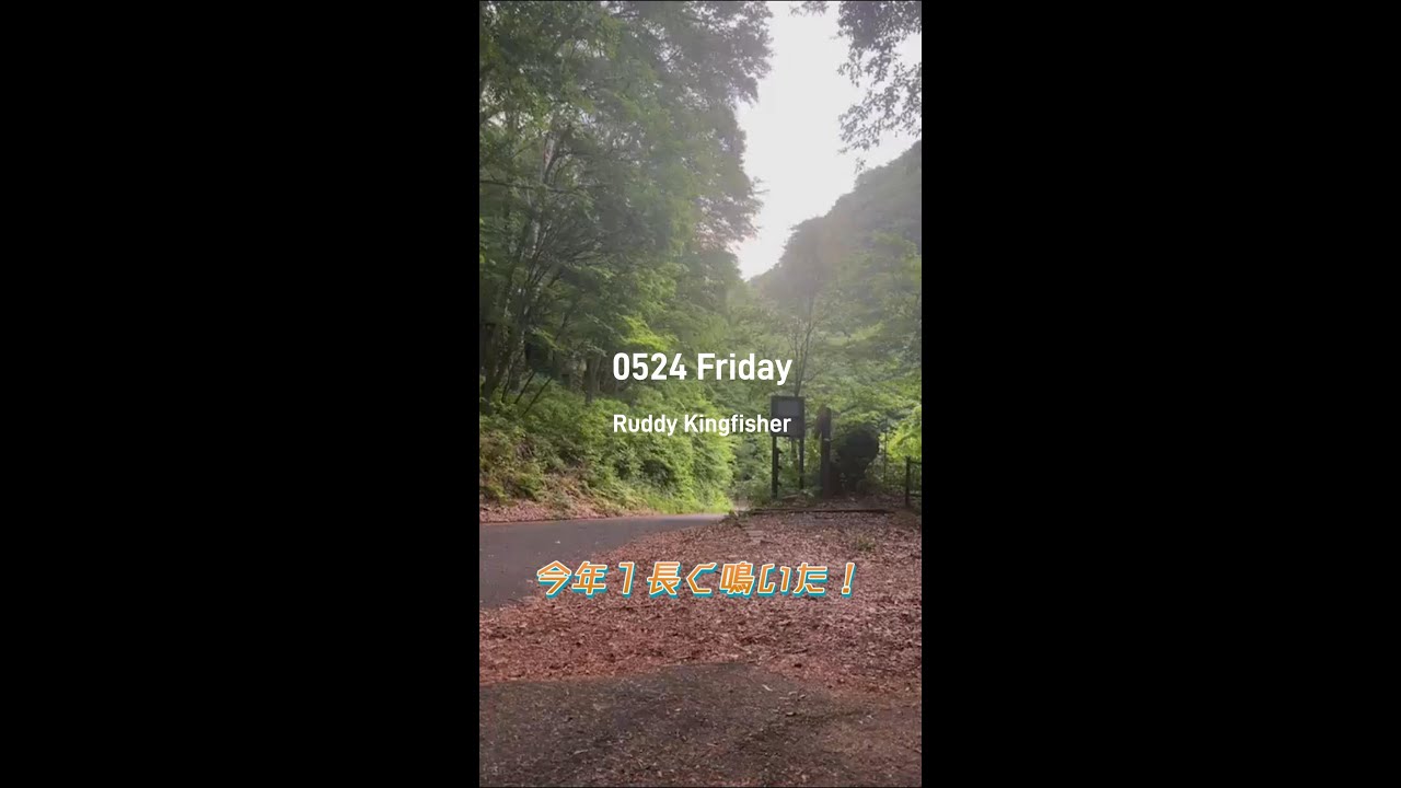 0524 今朝は今年1長く鳴いた、アントニオも泣いた