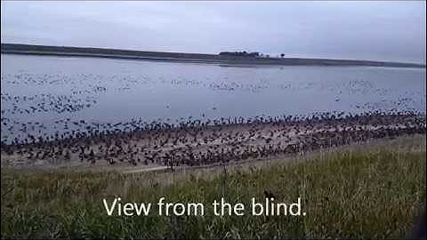 Duck Banding With Rocket Nets