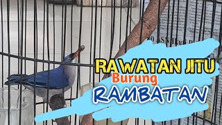 Rawatan Jitu Burung Rambatan agar Gacor