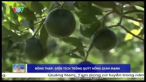 Diện tích trồng quýt hồng tại Đồng Tháp giảm mạnh