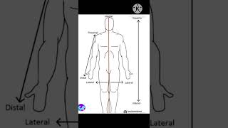 anatomical position
