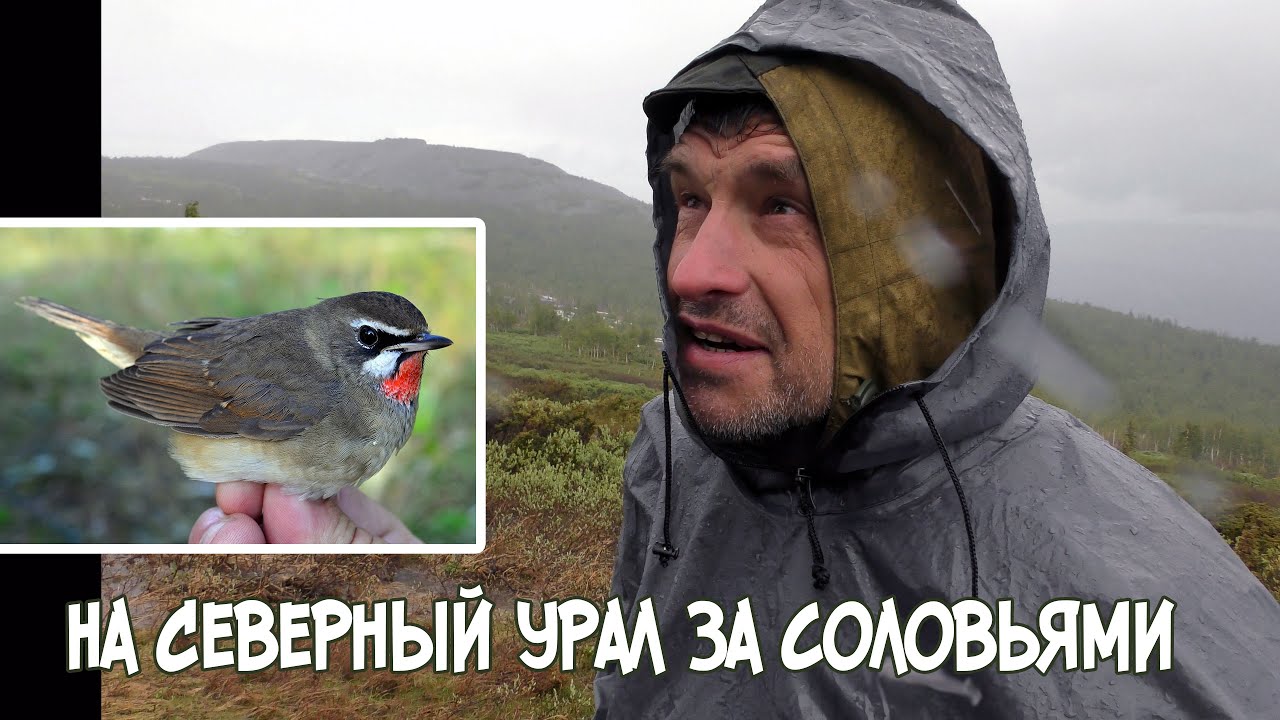 На Северный Урал за соловьями - YouTube