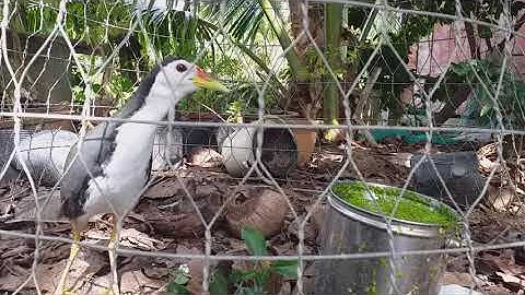 Tiếng quốc mồi trống kêu vang vội