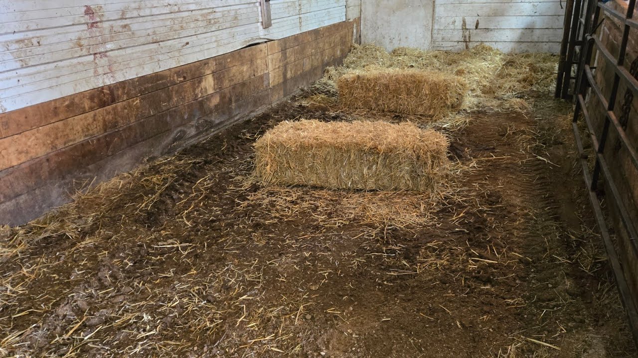 Cleaning Up After The Storm & In The Barn - YouTube