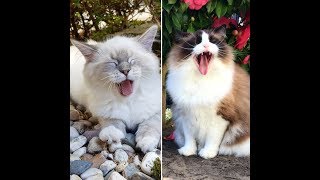 Owning a Ragdoll Cat  REPHRASE..They Own Us