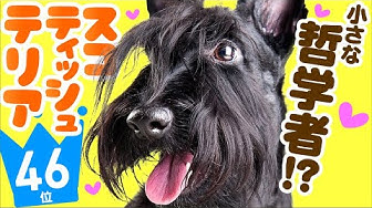 白黒のスコティッシュテリア お友達と一緒にお散歩 犬のマークと言えば スコッティです Youtube