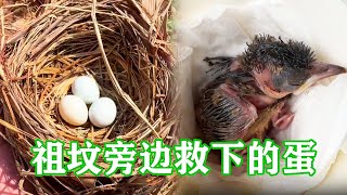Zongfen Fat Rescue Little Thrush Collection: Picked up three blown bird eggs and successfully hatch