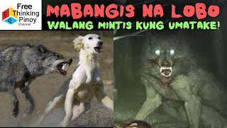 ASWANG NA WOLF KUNG UMATAKE 😱⚠ | Hunting Skills of Wolf and their Prey