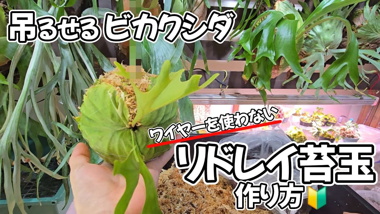 【挿すだけ✨】ビカクシダの吊り仕立てが楽しくなります😄🌱