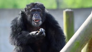 This Is Where Chimpanzees Spend Their Retirement Years