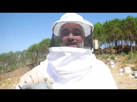 عسل لبناني علاج للروح تذوق أسئلة وأجوبة من لبنان