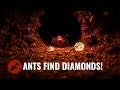 These 6 Ant Hills Could Mark the Exact Spot of a Diamond Deposit Below Ground!