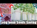 How to grow long beans from seed to harvest in reusable soil  seeds saving