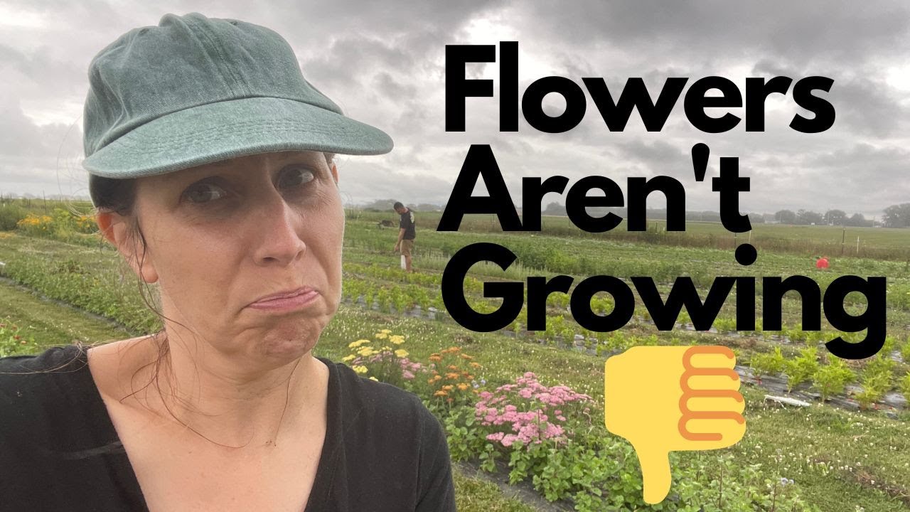 Flowers aren't growing! Opening Day Cancelled! Flower Farming YouTube