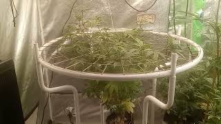 RIF'S Underground Growmie - Garden update #tnbnaturals