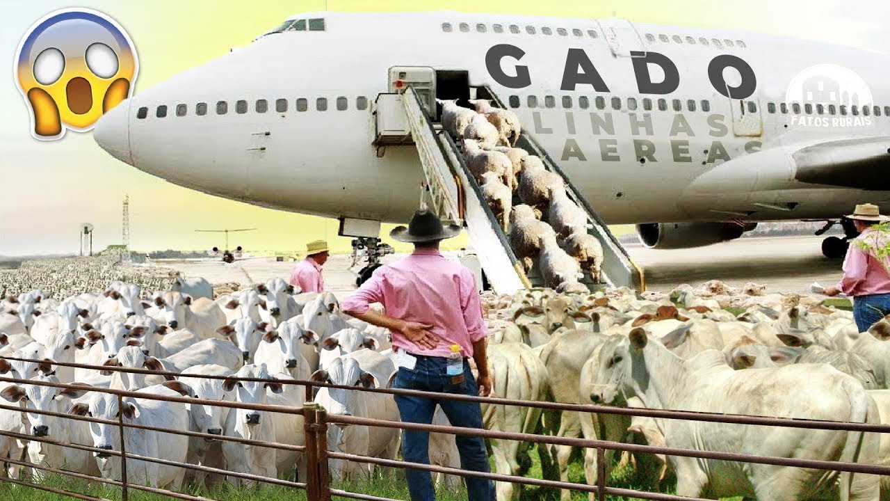 MAIOR TRANSPORTE DE GADO DA HISTÓRIA! – Recorde de Exportação de Boi Avião e Navio!