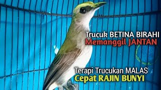 Trucuk Betina Memanggil Jantan Suara Birahi EMOSI tercepat untuk Pancingan Trucukan GACOR Suka Diam