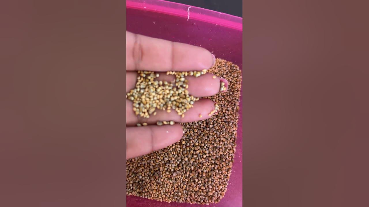 Bajri bird food Clearance