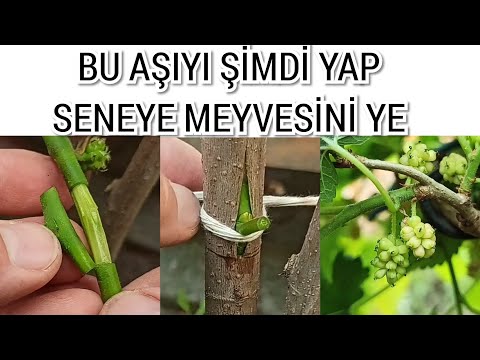 Dut Ağacına Bir Yılda Meyve Verdiren Aşı